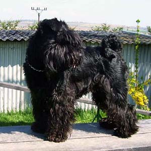 Fleurine Androis na kladin�