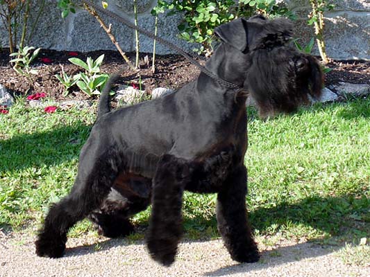 sire